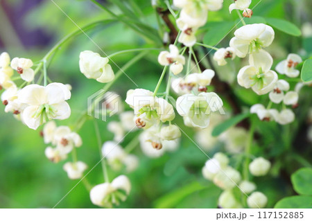 木通（アケビ）の花 117152885