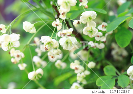 木通(アケビ)の花 木通(アケビ)の花 117152887