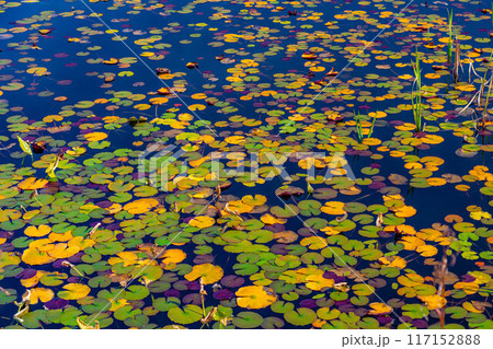 【紅葉素材】秋の志賀高原・蓮池の紅葉【長野県】 【紅葉素材】秋の志賀高原・蓮池の紅葉【長野県】 117152888