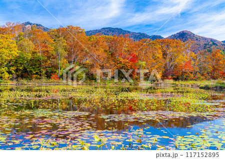 【紅葉素材】秋の志賀高原・蓮池の紅葉【長野県】 【紅葉素材】秋の志賀高原・蓮池の紅葉【長野県】 117152895