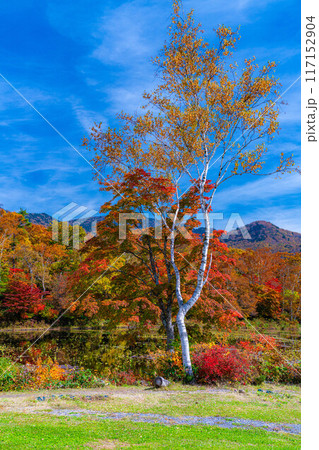 【紅葉素材】秋の志賀高原・蓮池の紅葉【長野県】 【紅葉素材】秋の志賀高原・蓮池の紅葉【長野県】 117152904