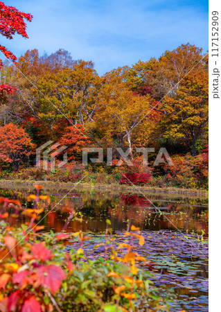【紅葉素材】秋の志賀高原・蓮池の紅葉【長野県】 117152909