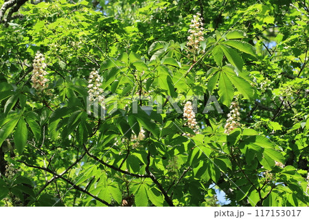 初夏、山で咲くトチノキの花 117153017