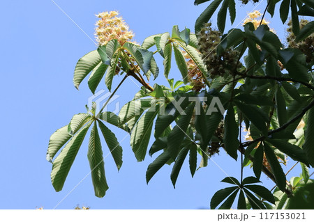 初夏、山で咲くトチノキの花 117153021