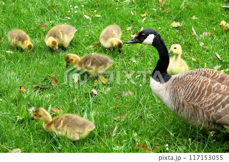 イギリスの首都ロンドン南西部キューにある世界文化遺産の王立植物園、キューガーデンのカナダガンの親と雛 117153055