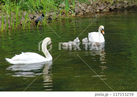 イギリスの首都ロンドン南西部キューの世界文化遺産の王立植物園、キューガーデンのコブハクチョウの親と雛 117153239