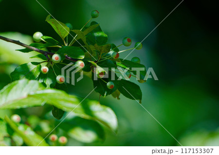 バラ科ズミの若い果実 バラ科ズミの若い果実 117153307