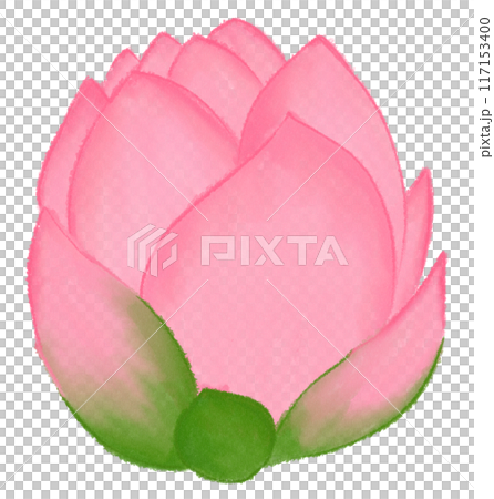 Pink lotus Pink lotus 117153400