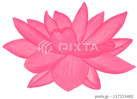 Pink lotus 117153402