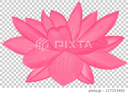 Pink lotus 117153402