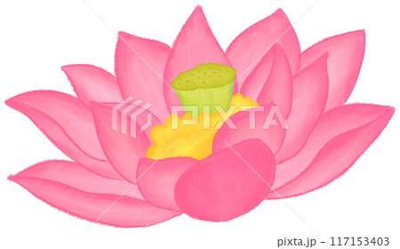 Pink lotus 117153403