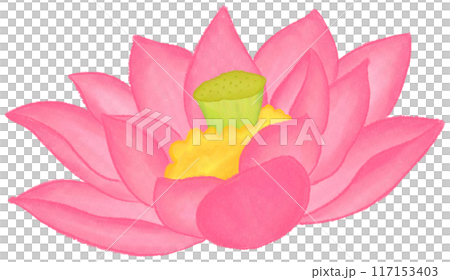 Pink lotus 117153403