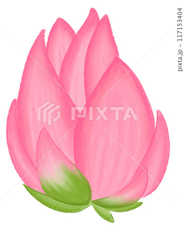 Pink lotus 117153404