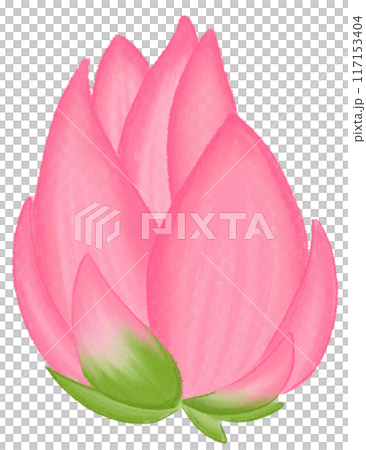 Pink lotus 117153404