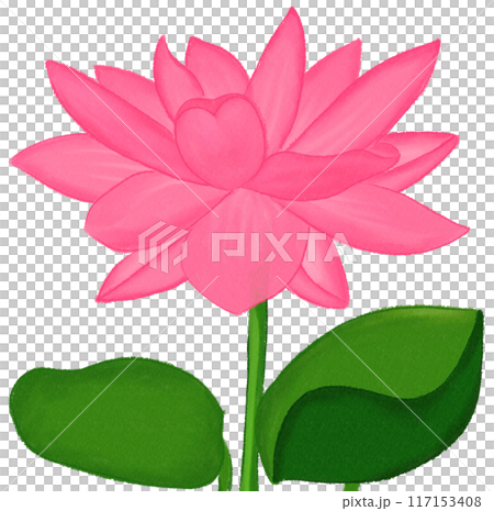 Pink lotus 117153408