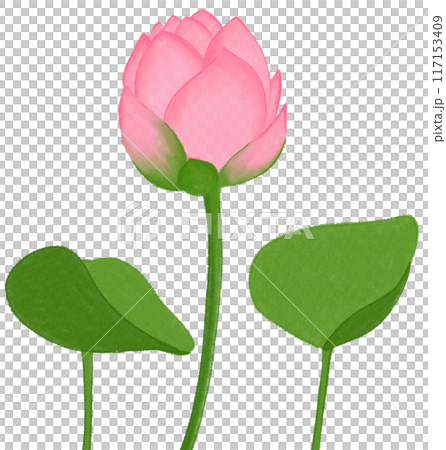 Pink lotus 117153409