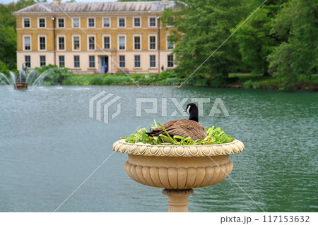 イギリスの首都ロンドン南西部キューにある世界文化遺産の王立植物園、キューガーデンのカナダガンと池 117153632