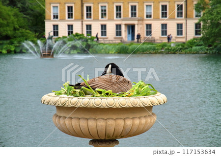 イギリスの首都ロンドン南西部キューにある世界文化遺産の王立植物園、キューガーデンのカナダガンと池 117153634