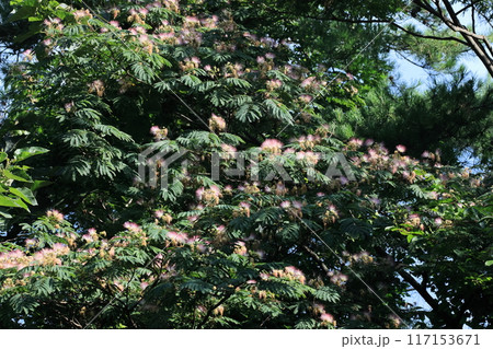 真夏にピンクのフワフワした花を咲かせる、ネムノキ 117153671
