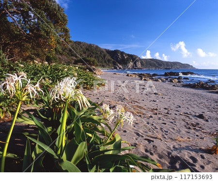 「世界自然遺産」屋久島、田代海岸（枕状溶岩）の朝光を浴びるハマユウ（浜木綿）の群生「屋久島国立公園」 117153693