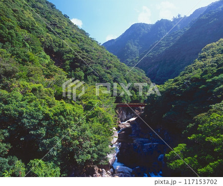「世界自然遺産」屋久島、瀬切川(せぎれがわ)と左岸に自生するヤクタネゴヨウ林(環境省レッドリストの絶 「世界自然遺産」屋久島、瀬切川(せぎれがわ)と左岸に自生するヤクタネゴヨウ林(環境省レッドリストの絶 117153702