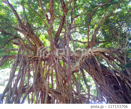 「世界自然遺産」屋久島、中間のガジュマル「町指定天然記念物」/NHK連続ドラマ「ま 117153706
