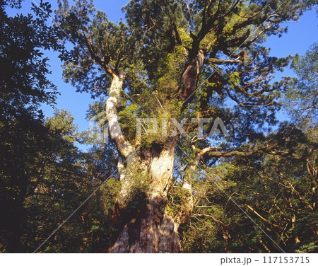 「世界自然遺産」屋久島、朝日を浴びる縄文杉/太古の木漏れ日「国指定特別天然記念物」 「世界自然遺産」屋久島、朝日を浴びる縄文杉/太古の木漏れ日「国指定特別天然記念物」 117153715