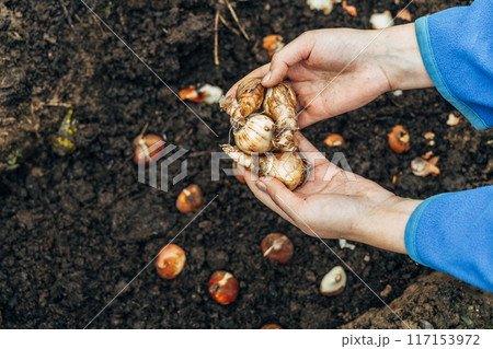 hands holding daffodil bulbs before planting in the ground 117153972