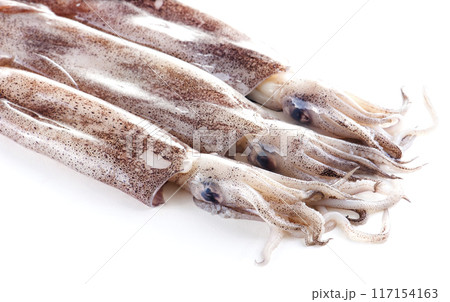 Fresh calamari on a white background Fresh calamari on a white background 117154163