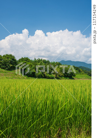 夏の田園風景　南足柄の夏景色　緑の稲 117154249