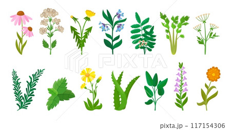 Medical herbs. Cartoon calendula chamomile aloe and mint leaf. Parsley and thyme plants, green nature healing elements neoteric vector set Medical herbs. Cartoon calendula chamomile aloe and mint leaf. Parsley and thyme plants, green nature healing elements neoteric vector set 117154306