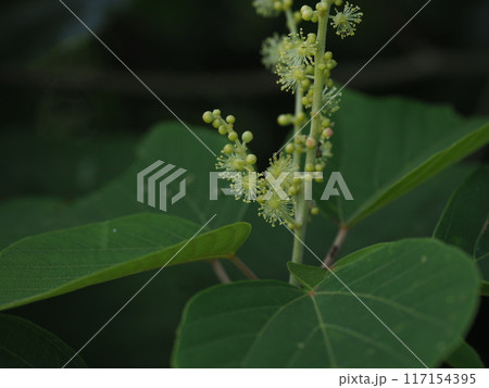 アカメガシワの雄花 アカメガシワの雄花 117154395