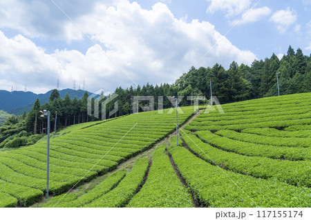 京都宇治田原町　小山園製茶場　茶園さんぽ 117155174