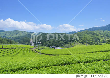 京都宇治田原町 小山園製茶場 茶園さんぽ 京都宇治田原町 小山園製茶場 茶園さんぽ 117155179