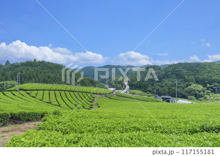 京都宇治田原町 小山園製茶場 茶園さんぽ 京都宇治田原町 小山園製茶場 茶園さんぽ 117155181