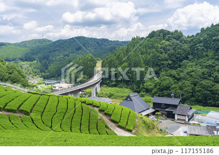 京都宇治田原町 小山園製茶場 茶園さんぽ 京都宇治田原町 小山園製茶場 茶園さんぽ 117155186