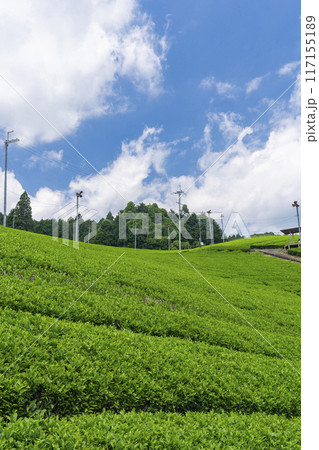 京都宇治田原町　小山園製茶場　茶園さんぽ 117155189