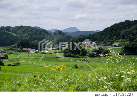 三河内の棚田農村風景　稲の葉が緑に輝く夏田　奥に猿政山 117155227