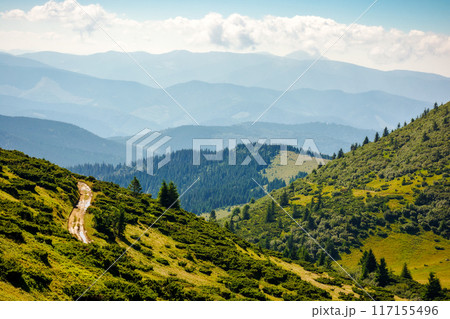 view in to the chornohora ridge valley. landscape of carpathian mountains on a bright forenoon in summer. rolling scenery. forested hills and grassy meadows beneath a bright blue sky. travel ukraine view in to the chornohora ridge valley. landscape of carpathian mountains on a bright forenoon in summer. rolling scenery. forested hills and grassy meadows beneath a bright blue sky. travel ukraine 117155496