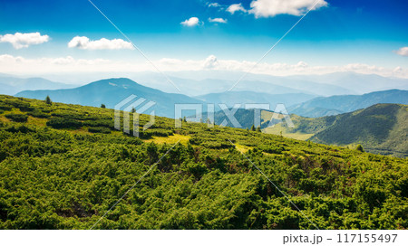 view in to the chornohora ridge valley. landscape of carpathian mountains on a bright forenoon in summer. open vista. forested hills and grassy meadows beneath a bright blue sky. travel ukraine 117155497