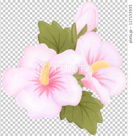 rose of sharon 117155935