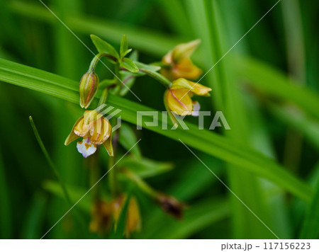 地生蘭　ラン科カキランの開花 117156223