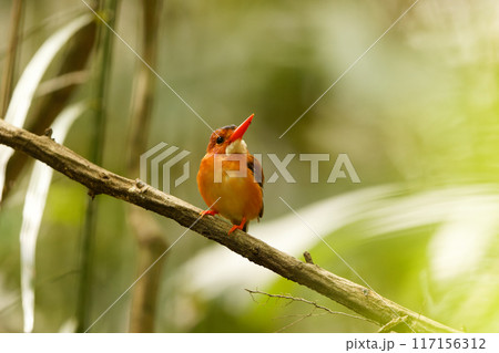 セレベスカワセミ 117156312