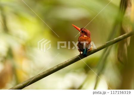 セレベスカワセミ セレベスカワセミ 117156319