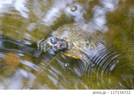 Turtles exhibit in water at Reptile Garden Tortuga Falls Rapid City South Dakota  117156722