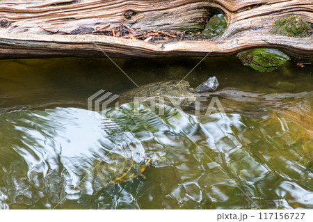 Turtles exhibit in water at Reptile Garden Tortuga Falls Rapid City South Dakota  117156727