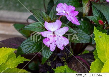 Full bloom purplish white flowers in garden  117156792
