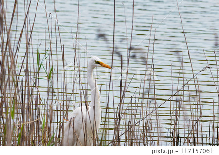 水辺で狩りをするダイサギ 117157061