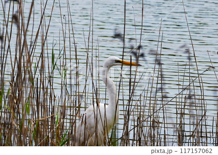 水辺で狩りをするダイサギ 水辺で狩りをするダイサギ 117157062