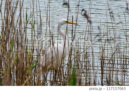 水辺で狩りをするダイサギ 117157063